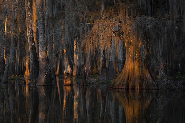 Atchafalaya Basin in Autumn at sunset, Louisiana


