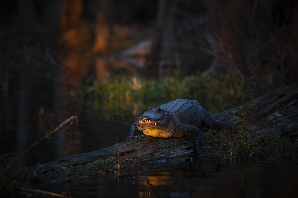 American alligator (Alligator mississippiensis) resting in Lake Martin, Louisiana

