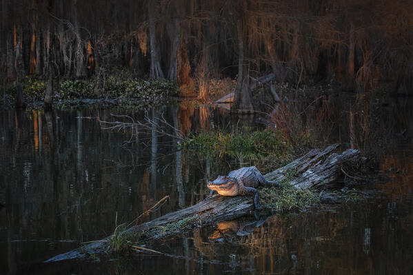 American alligator (Alligator mississippiensis) resting in Lake Martin, Louisiana

