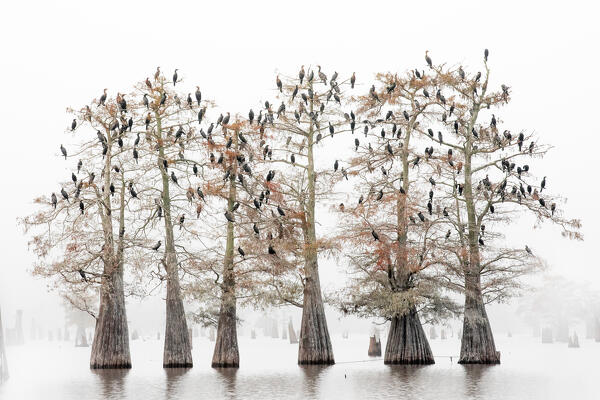great cormorants (Phalacrocorax carbo) resting on bold cypresses in the Atchafalaya Basin, Louisiana
