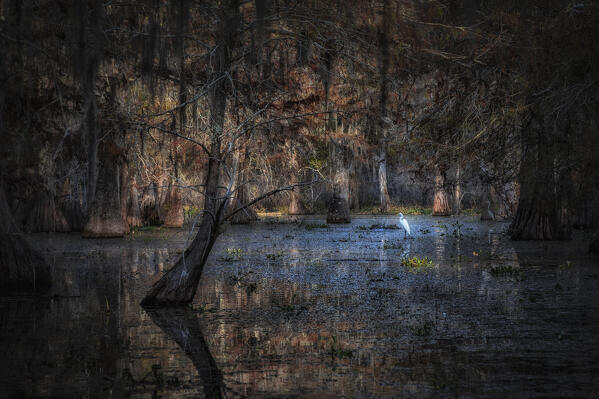 egret in Lake Martin at sunrise, Atchafalaya Basin, Louisiana