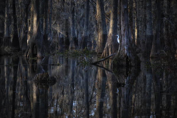 egret in Lake Martin at sunrise, Atchafalaya Basin, Louisiana