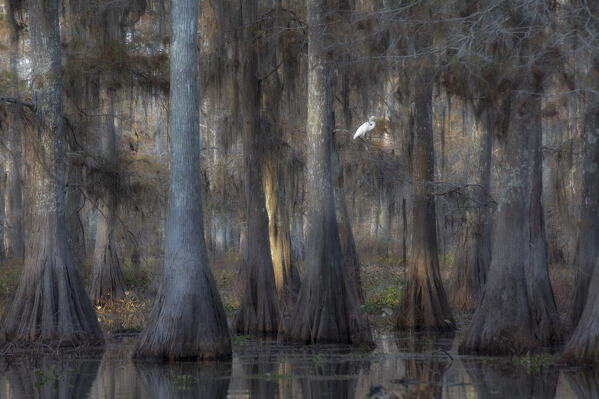 egret in Lake Martin at sunrise, Atchafalaya Basin, Louisiana