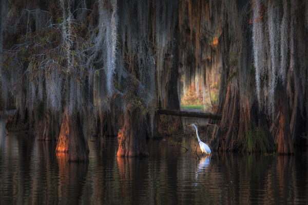 egret in Lake Martin at sunrise, Atchafalaya Basin, Louisiana