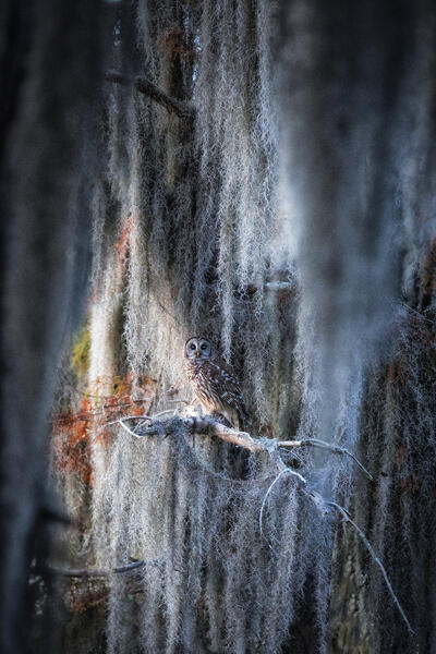 barred owl (Strix varia) in Lake Martin, Louisiana