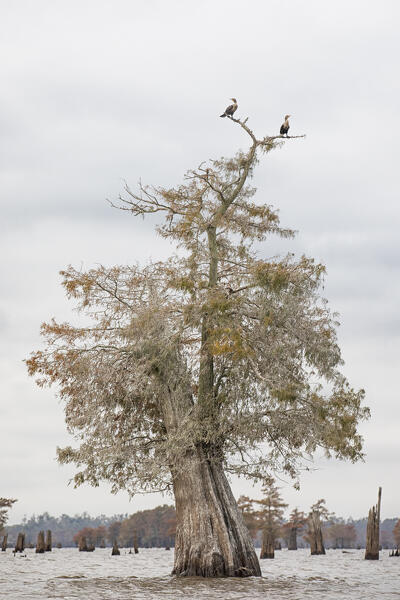Bald Cypress in the Atchafalaya basin, Louisiana

