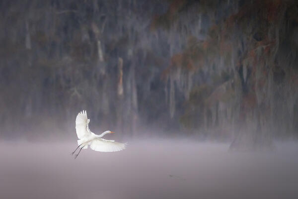 egret in Lake Martin at sunrise, Atchafalaya Basin, Louisiana