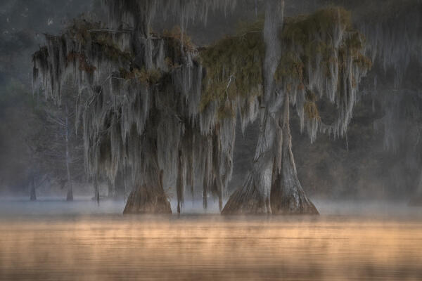 Atchafalaya Basin in Autumn, Louisiana