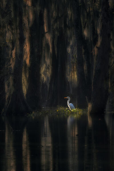 great egret (ardea alba) in Lake Martin at sunrise, Athcafalaya basin, Louisiana.