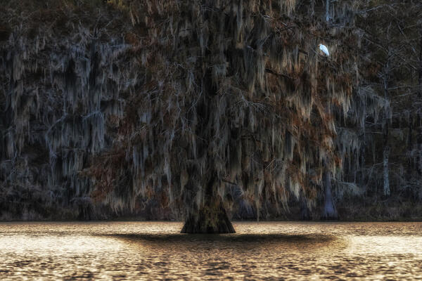 egret in Lake Martin at sunrise, Atchafalaya Basin, Louisiana