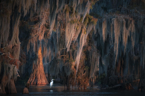 egret in Lake Martin at sunrise, Atchafalaya Basin, Louisiana