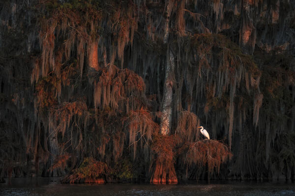 egret in Lake Martin at sunrise, Atchafalaya Basin, Louisiana