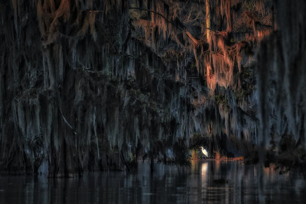 egret in Lake Martin at sunrise, Atchafalaya Basin, Louisiana
