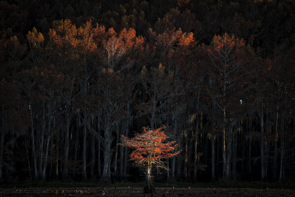 Bald cypress in Autumn Colors, Lake Caddo, Texas
