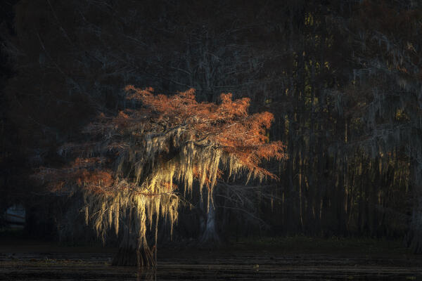 Bald cypress in Autumn Colors, Lake Caddo, Texas

