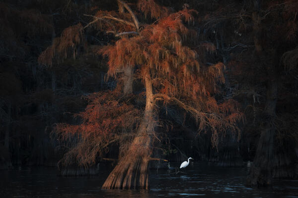 Great egret in Lake Caddo in Autumn, Texas

