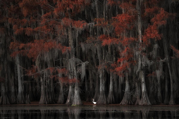 Great egret in Lake Caddo in Autumn, Texas
