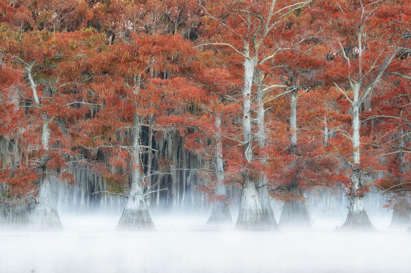 Misty sunrise in Lake Caddo, Texas, in Autumn
