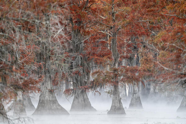 Misty sunrise in Lake Caddo, Texas, in Autumn
