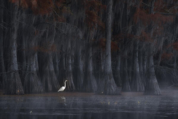 Great egret in Lake Caddo in Autumn, Texas
