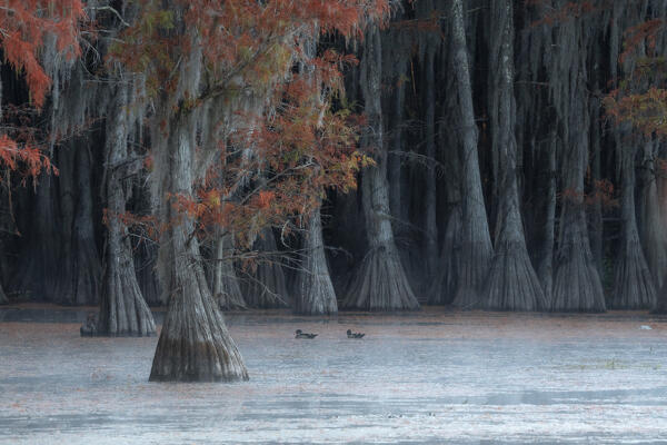 Ducks in Lake Caddo at sunrise, Texas
