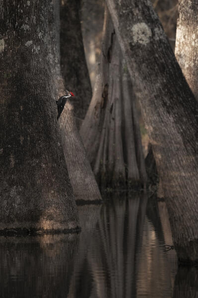 pileated woodpecker (Dryocopus pileatus) in Lake Martin, Louisiana
