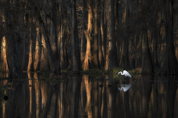 egret in Lake Martin at sunrise, Atchafalaya Basin, Louisiana

