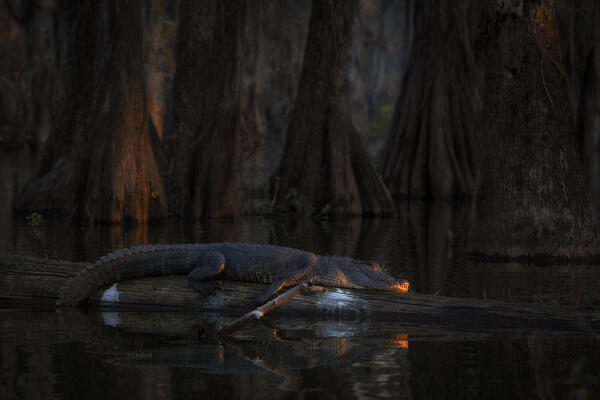 American alligator (Alligator mississippiensis) resting in Lake Martin, Louisiana


