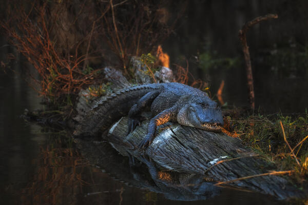 American alligator (Alligator mississippiensis) resting in Lake Martin, Louisiana

