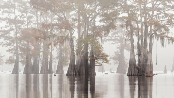 Atchafalaya Basin in Autumn, Louisiana