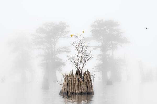 Dead Bald Cypress in Atchafalaya Basin in Autumn, Louisiana
