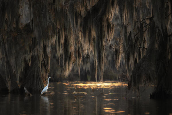 egret in Lake Martin at sunrise, Atchafalaya Basin, Louisiana


