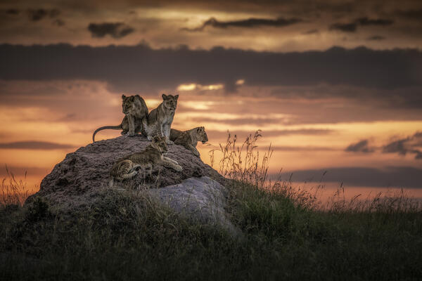Lion cubs in Maasai Mara, Kenya, at sunset
