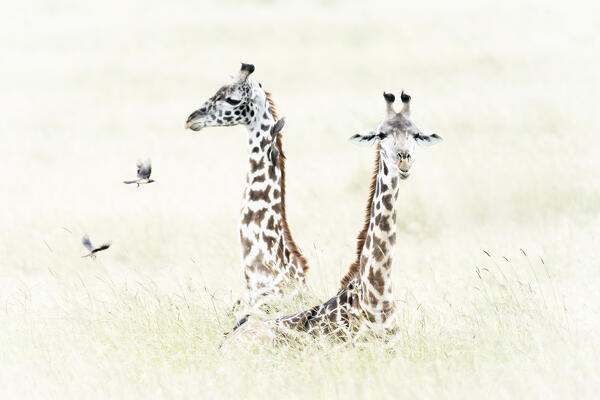 Masai giraffes in the Maasaimara, Kenya

