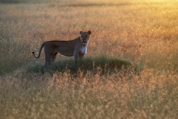 Lioness at sunset, maasaimara, Kenya
