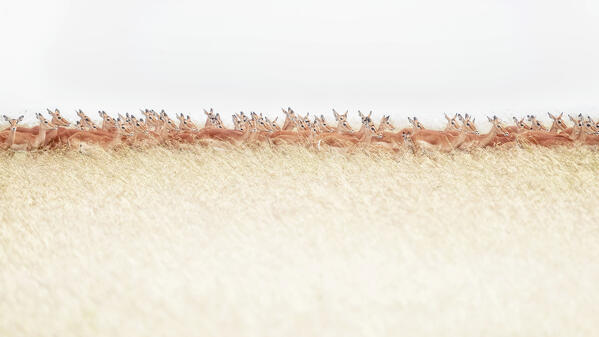 A herd of impalas in the Maasaimara, kenya