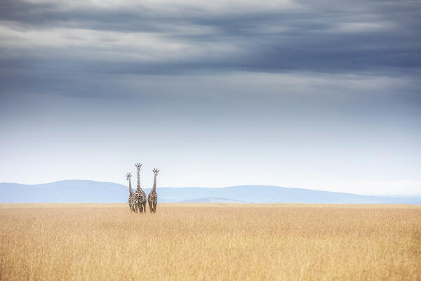 Masai Giraffes in the maasaimara plains
