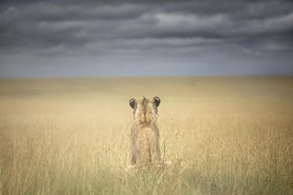 Male lion in the maasaimara, Kenya
