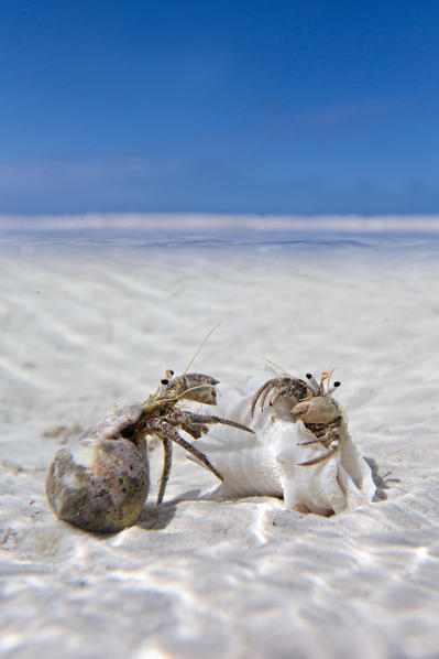 hermit crabs mating in a tropical lagoon. Zanzibar eastern coast.