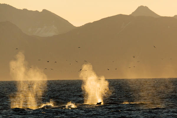 dolphin leaps in whale blow, Svalbard