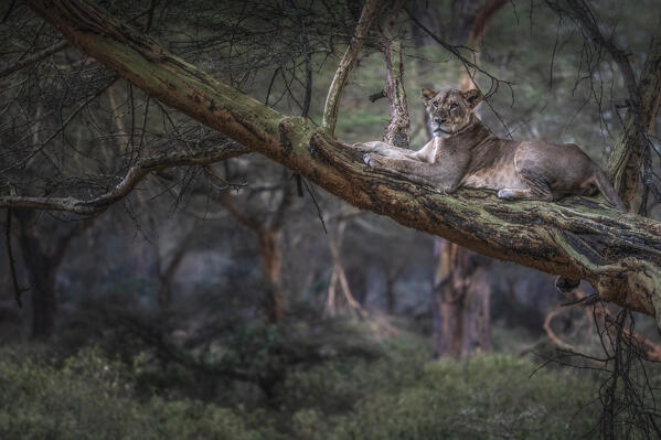 Lion resting on a tree in Lake Nakuru National Park, Nakuru, Kenya