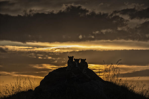 Lion cubs in silhouette in the Maasaimara grassland, Kenya