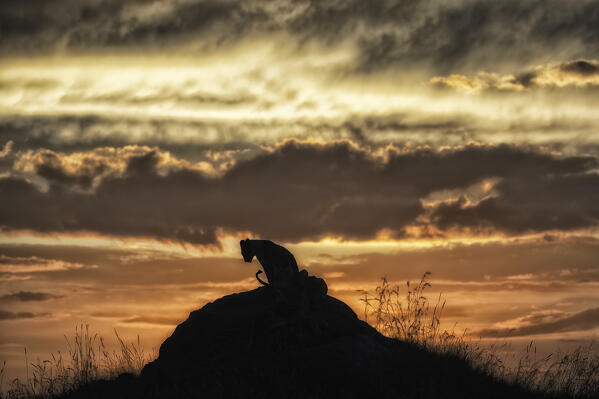 Lion cubs in silhouette in the Maasaimara grassland, Kenya