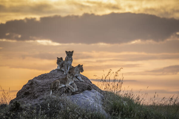 Lion cubs in the Maasaimara grassland, Kenya
