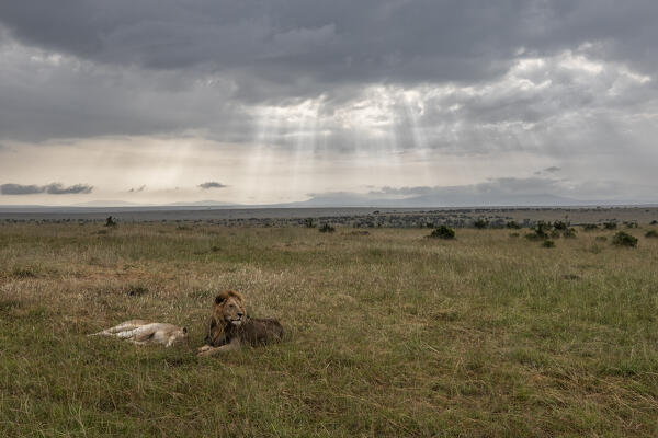 Lions in the Maasaimara grassland, Kenya

