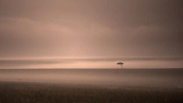 Acacia tree in the grassland of the Maasaimara, Kenya
