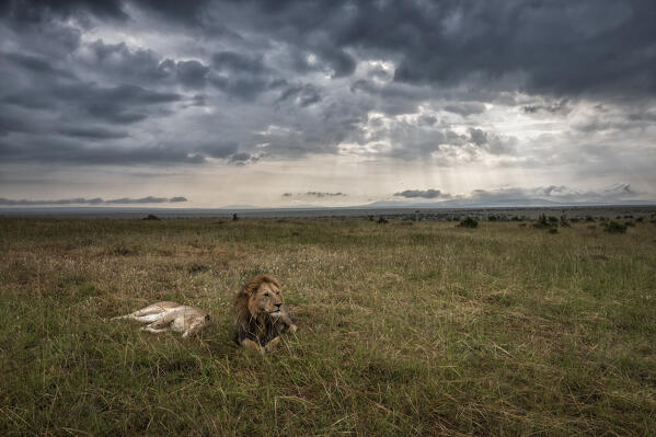 Lions in the Maasaimara grassland, Kenya
