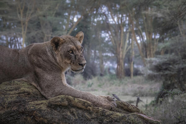 Lion resting on a tree in Lake Nakuru National Park, Nakuru, Kenya
