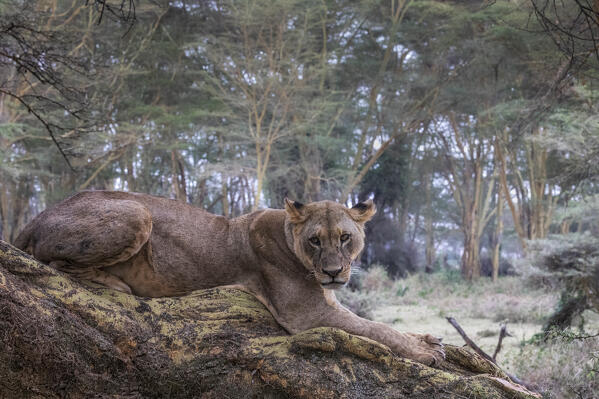 Lion resting on a tree in Lake Nakuru National Park, Nakuru, Kenya