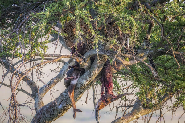 Leopard on top of a tree with a fresh kill, maasaimara national reserve, Kenya
